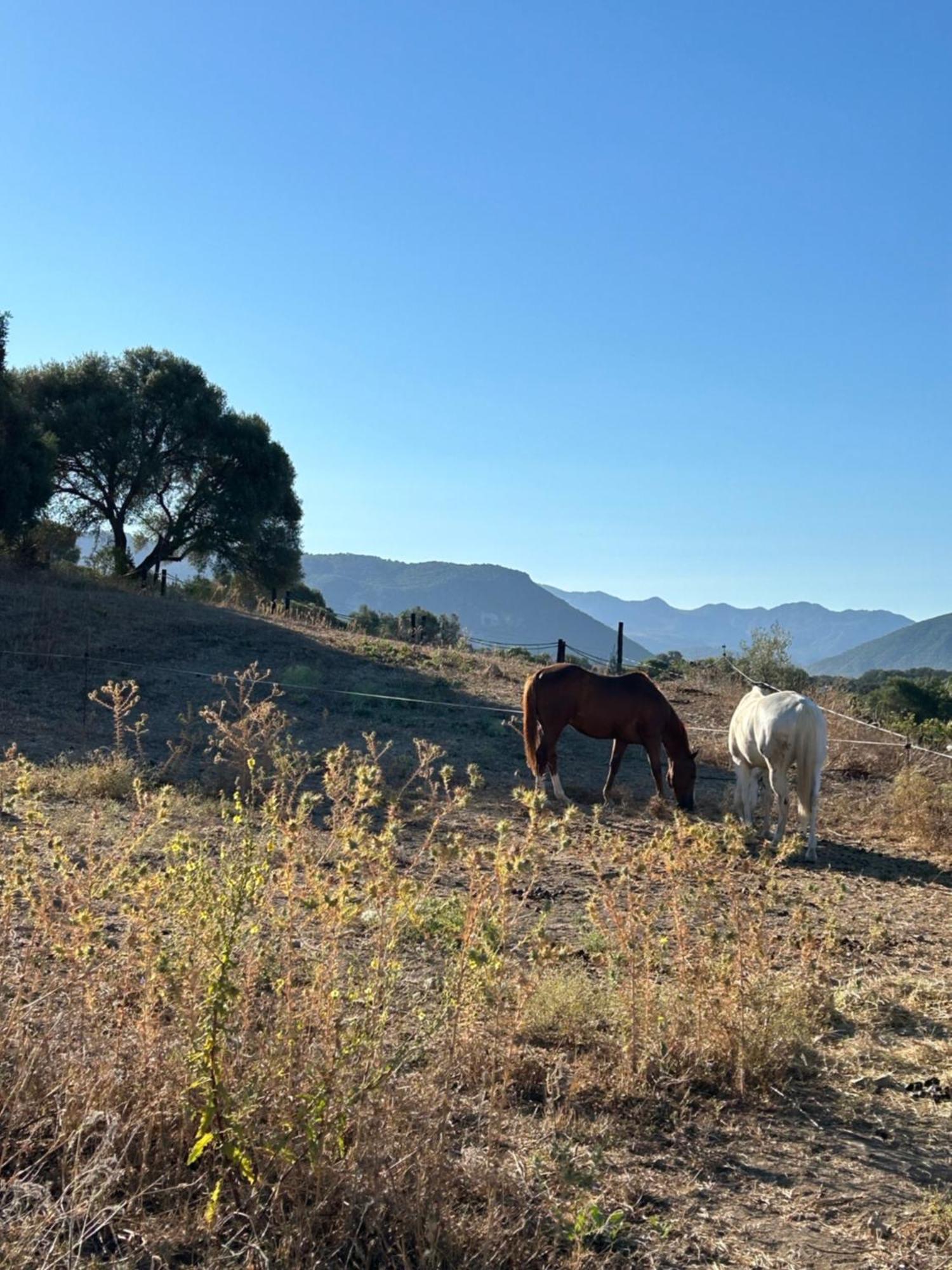 Rustica En Un Rancho Con Caballos, Prado Del Rey, Andalucia *