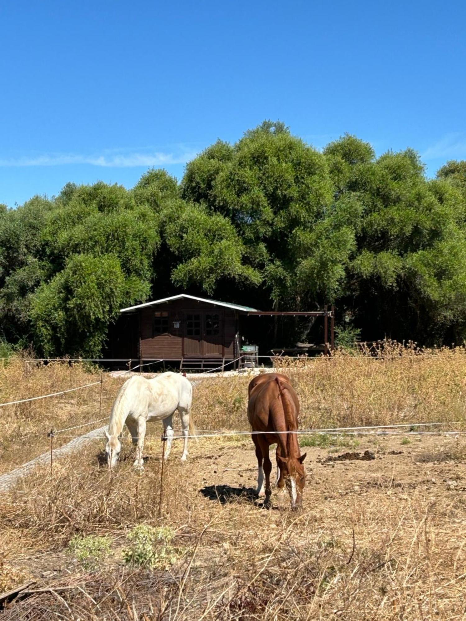 Càmping Rustica En Un Rancho Con Caballos, Prado Del Rey, Andalucia