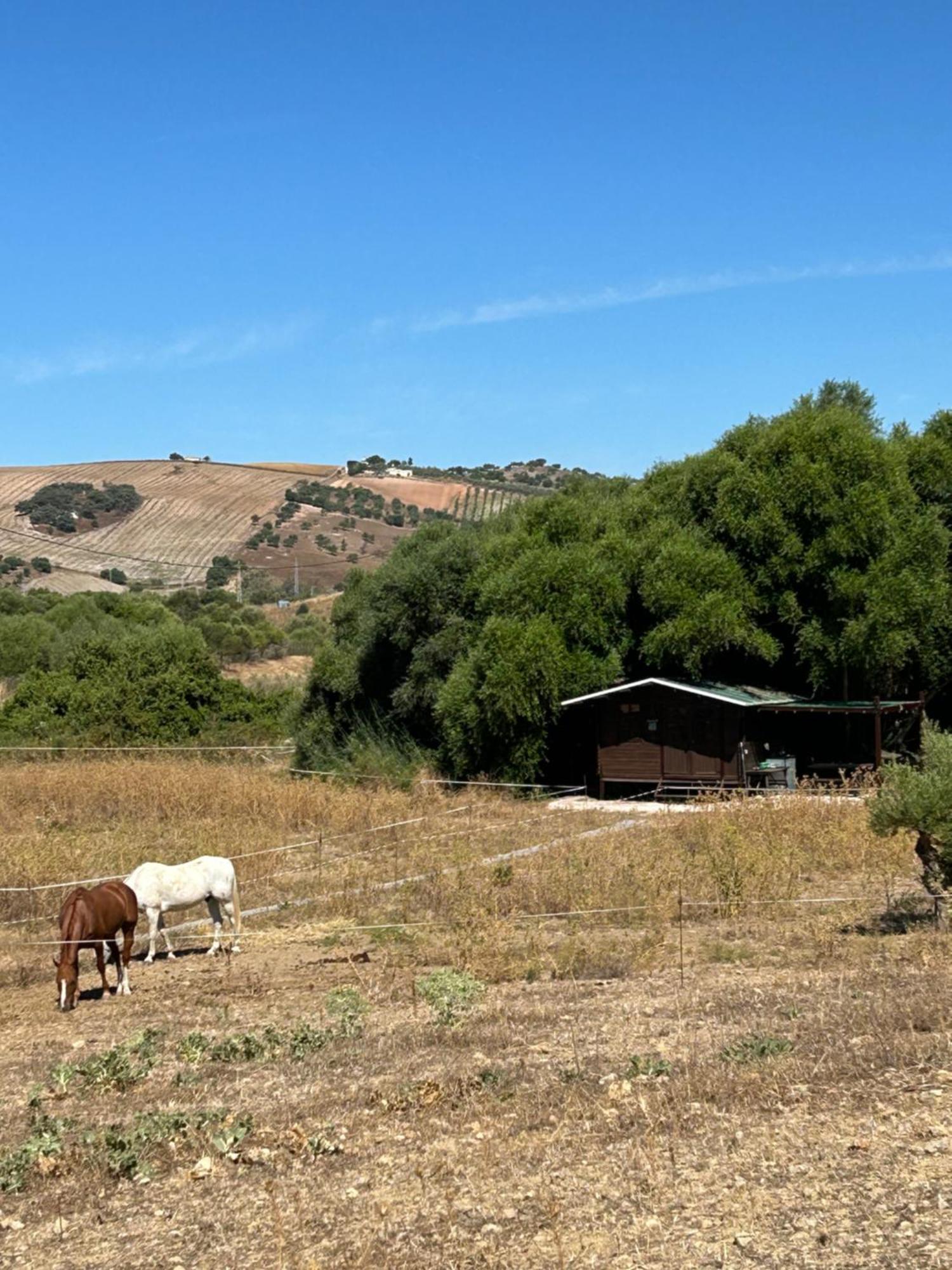 Rustica En Un Rancho Con Caballos, Prado Del Rey, Andalucia