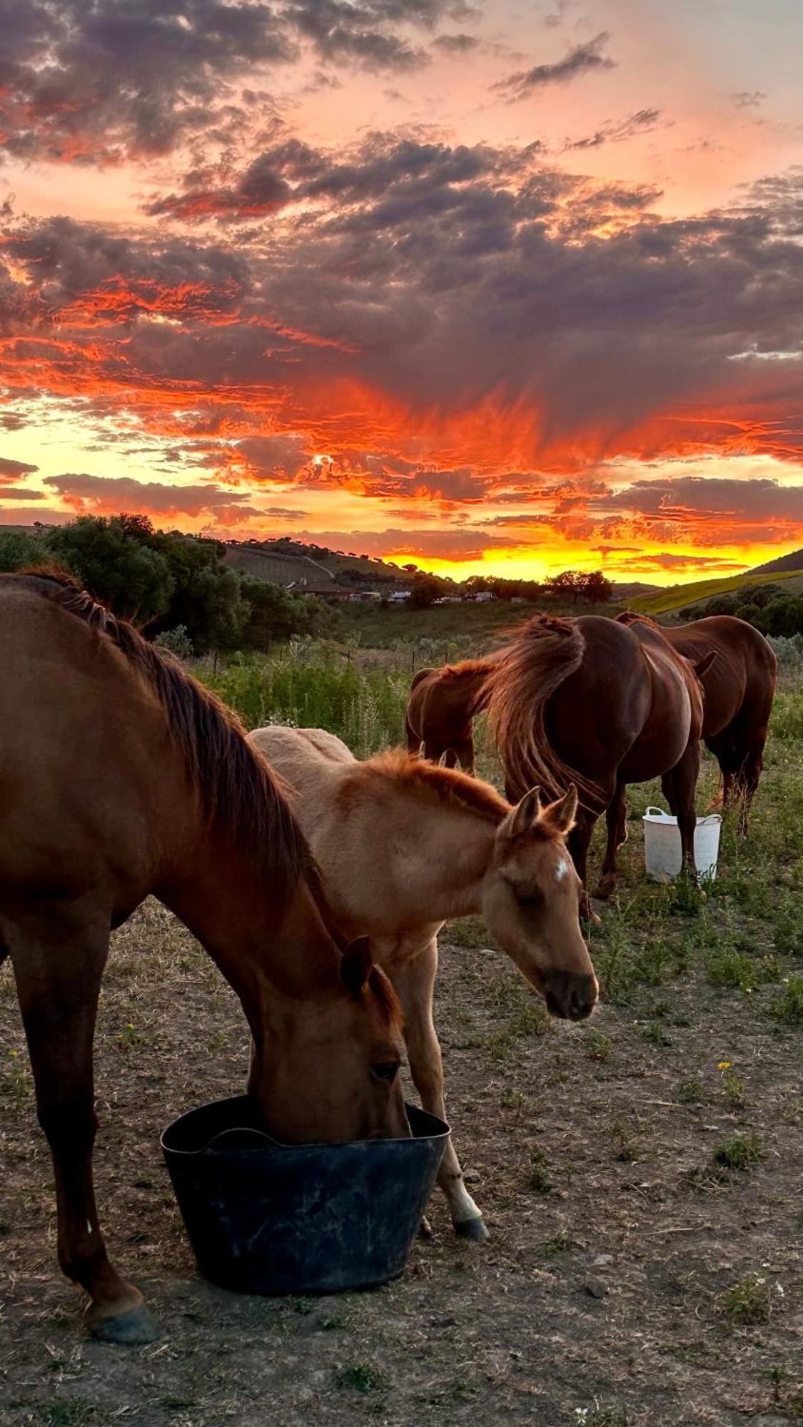 Rustica En Un Rancho Con Caballos, Prado Del Rey, Andalucia Càmping