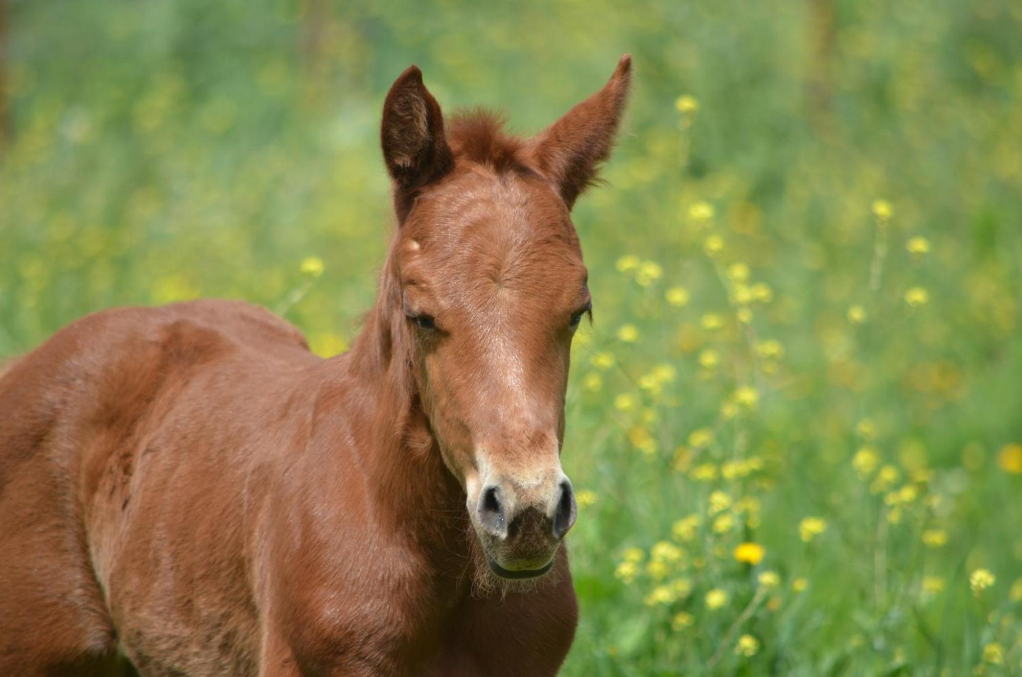 Càmping Rustica En Un Rancho Con Caballos, Prado Del Rey, Andalucia