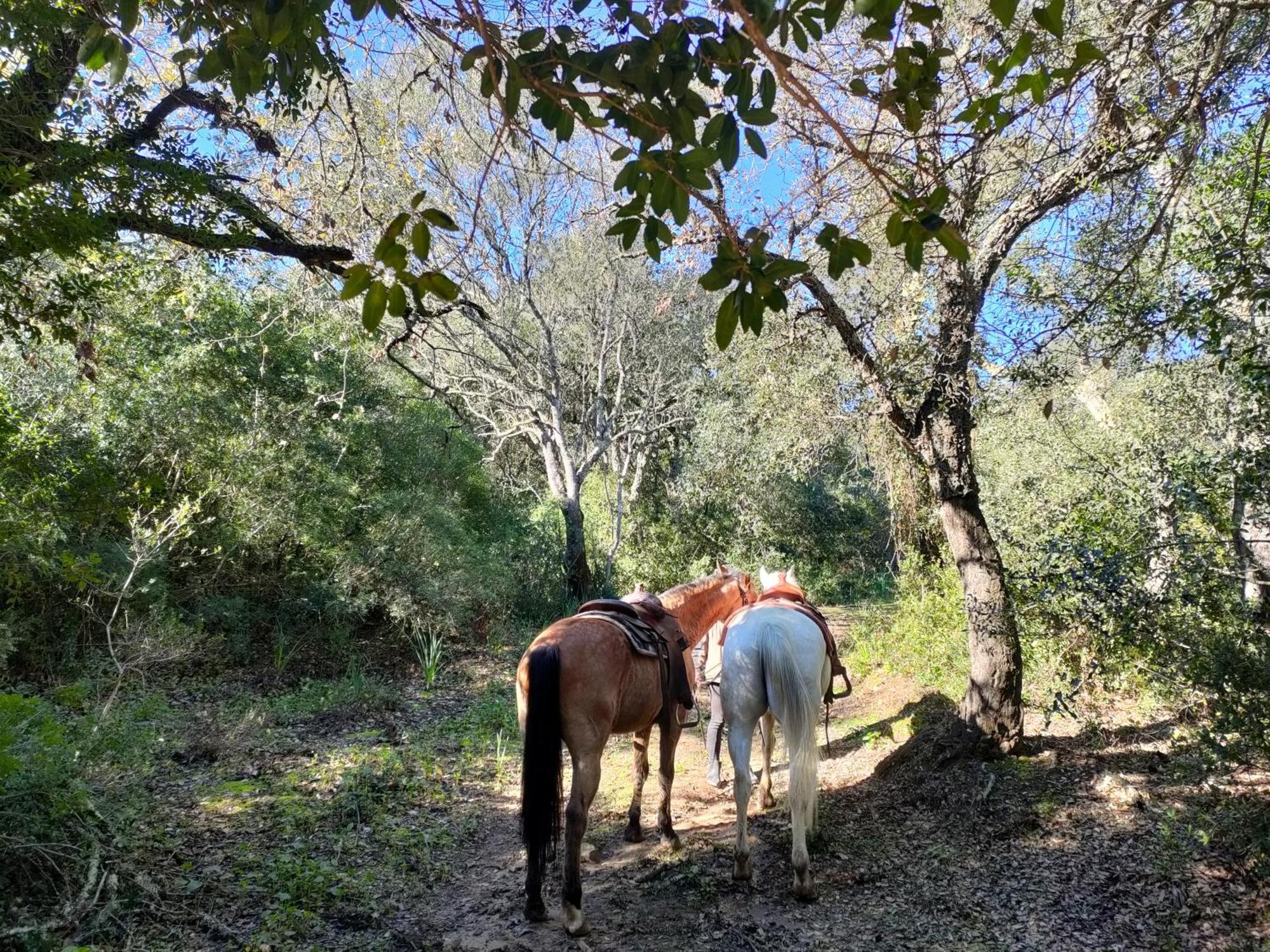 Rustica En Un Rancho Con Caballos, Prado Del Rey, Andalucia Càmping *
