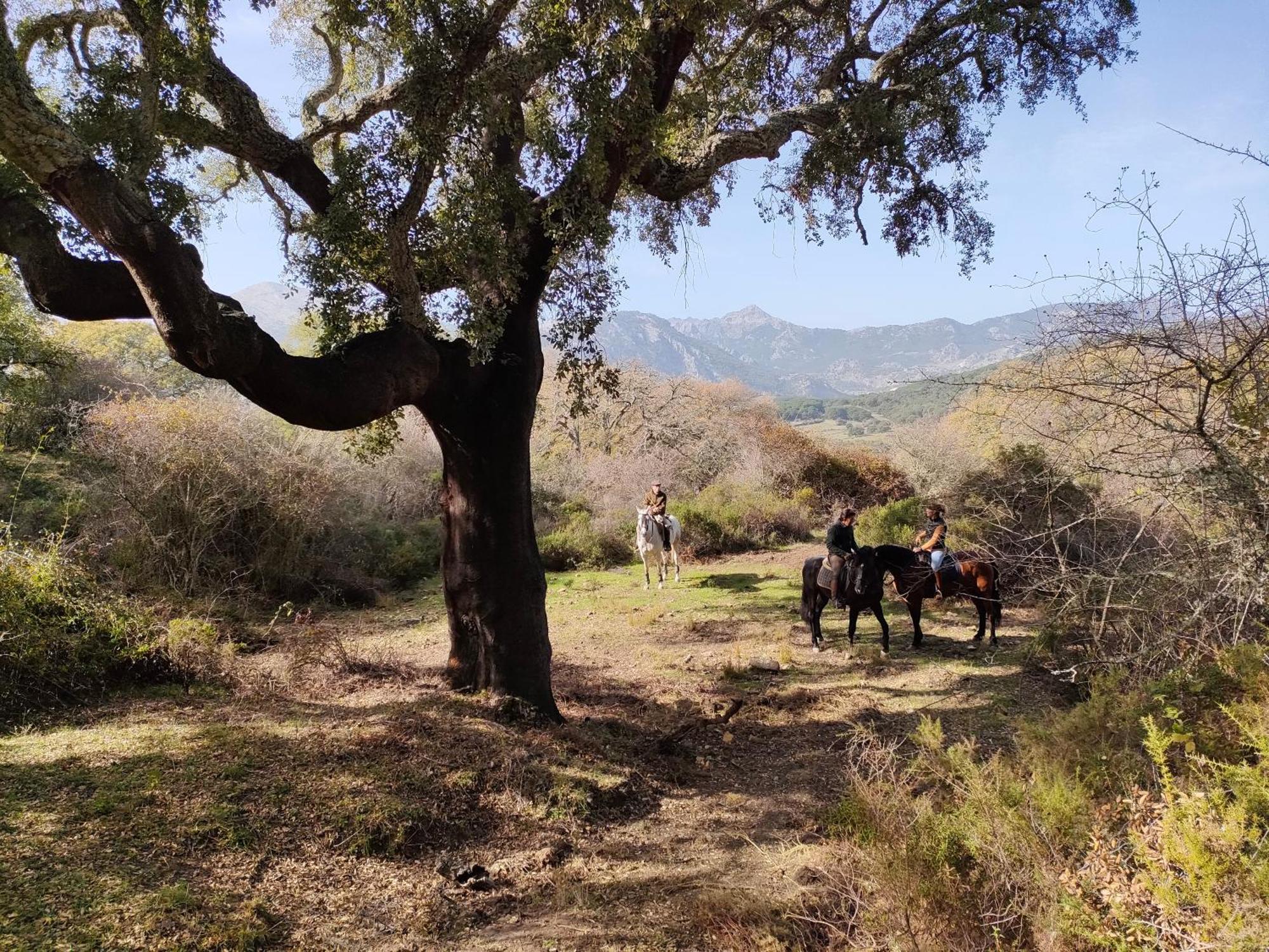 Càmping Rustica En Un Rancho Con Caballos, Prado Del Rey, Andalucia *