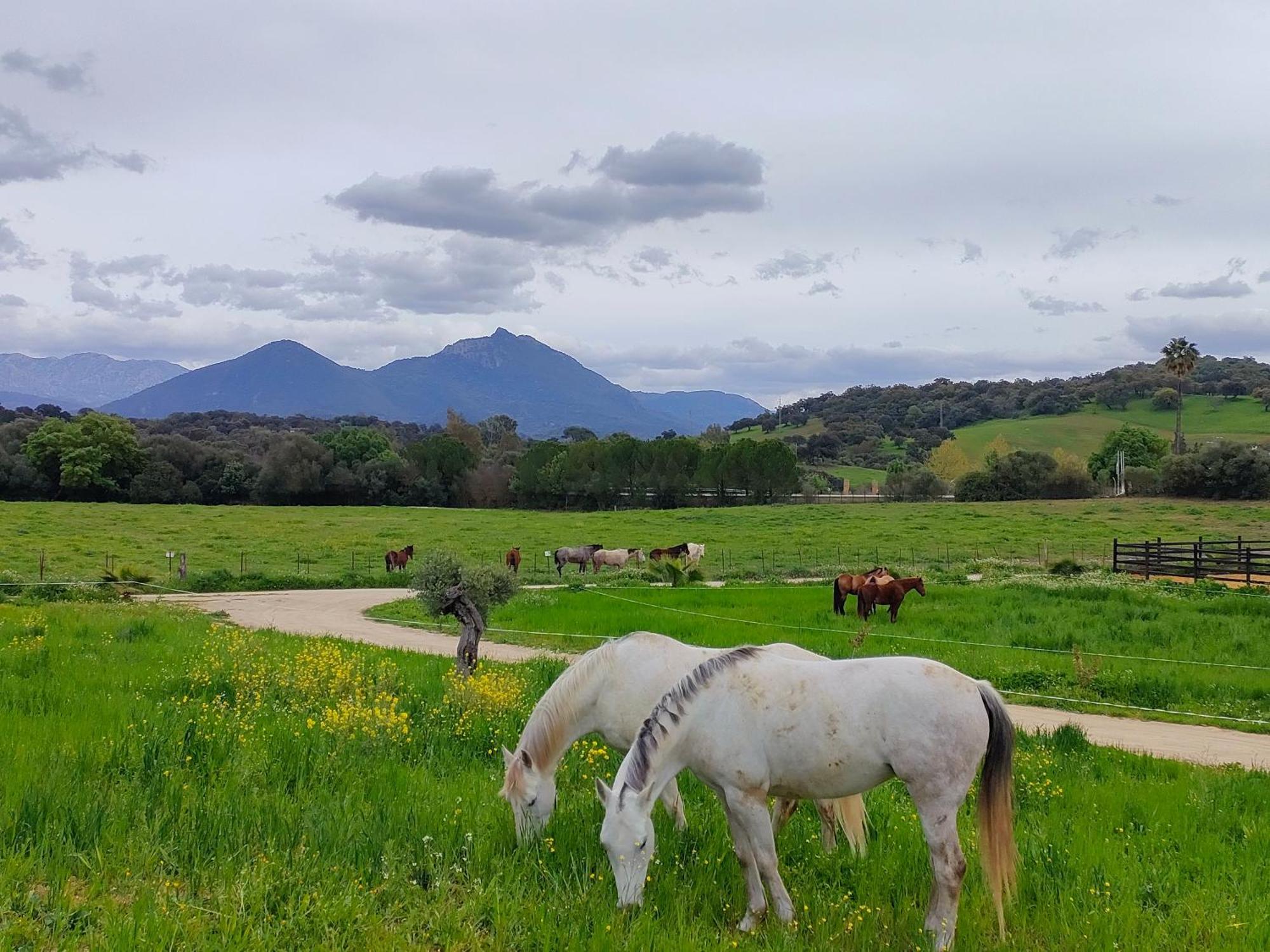 Rustica En Un Rancho Con Caballos, Prado Del Rey, Andalucia * Prado Del Rey