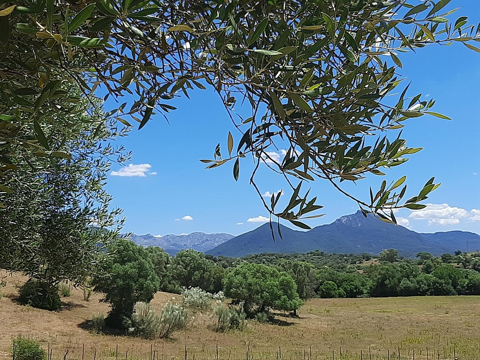 Rustica En Un Rancho Con Caballos, Prado Del Rey, Andalucia