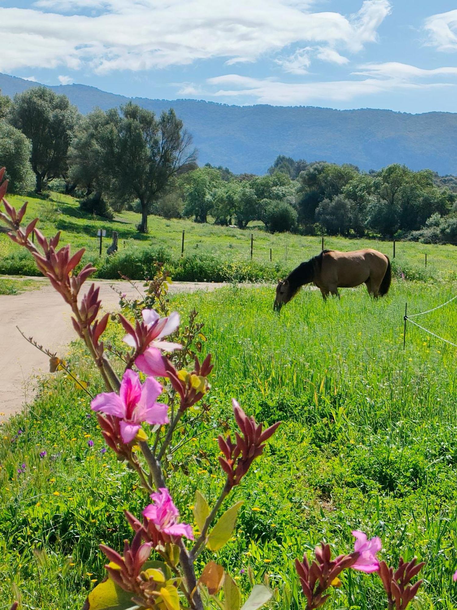 Rustica En Un Rancho Con Caballos, Prado Del Rey, Andalucia Campsite