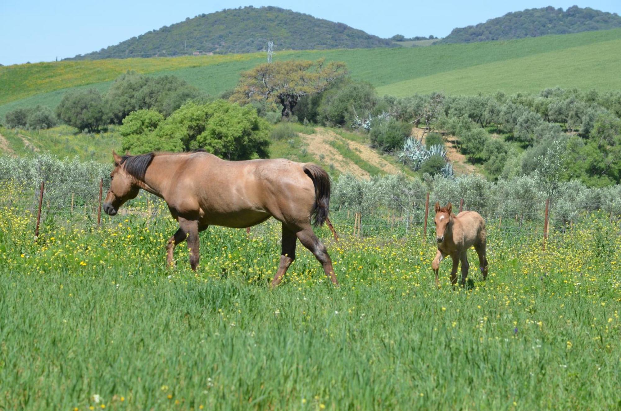 Rustica En Un Rancho Con Caballos, Prado Del Rey, Andalucia Prado Del Rey