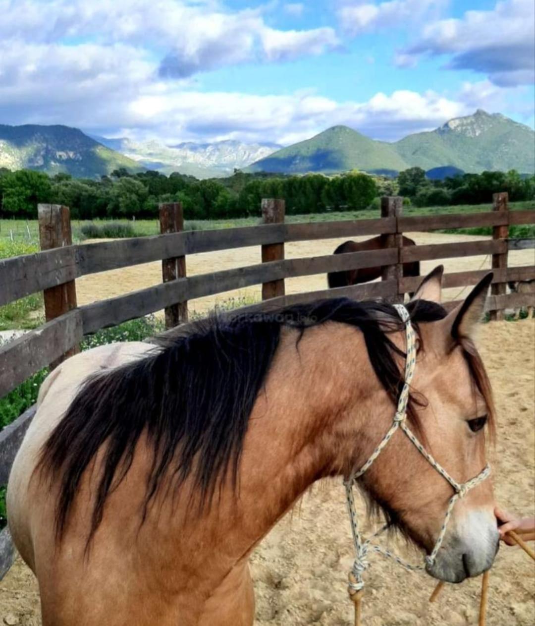 Rustica En Un Rancho Con Caballos, Prado Del Rey, Andalucia