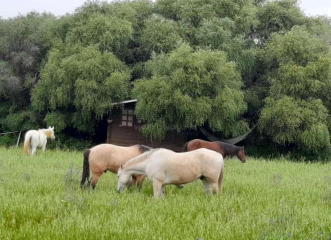 Càmping Rustica En Un Rancho Con Caballos, Prado Del Rey, Andalucia